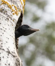 Fågel tittar ut ur hål i träd.