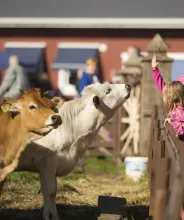 Barn hälsar på två kossor under Skördefesten på Åland.