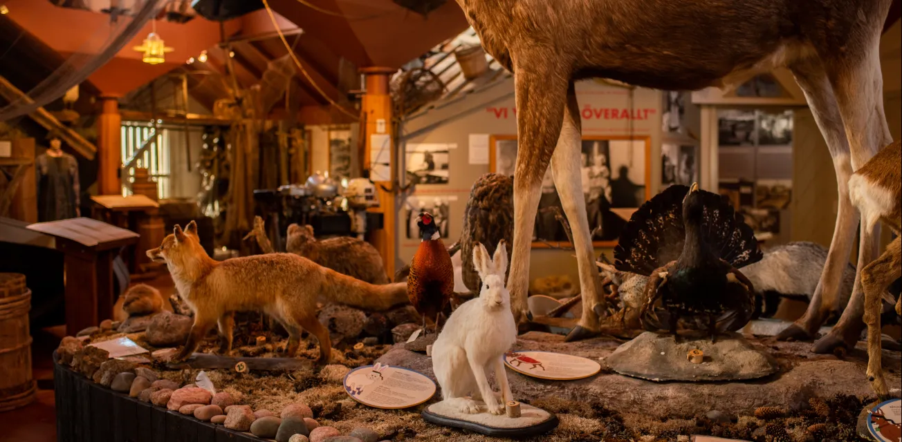 Interiör från Ålands jakt- och fiskemuseum.