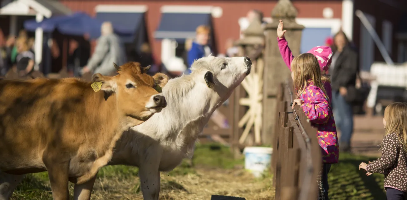 Barn hälsar på två kossor under Skördefesten på Åland.