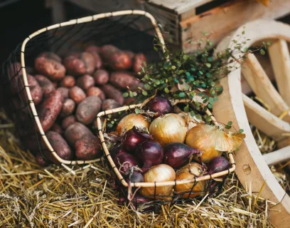 Potatis och lök i korgar på Åland.